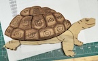 Turtle 3